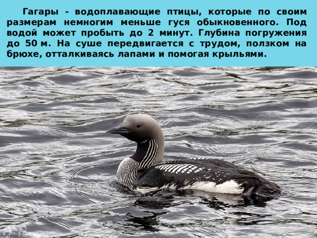 Гагары - водоплавающие птицы, которые по своим размерам немногим меньше гуся обыкновенного. Под водой может пробыть до 2 минут. Глубина погружения до 50 м. На суше передвигается с трудом, ползком на брюхе, отталкиваясь лапами и помогая крыльями. 