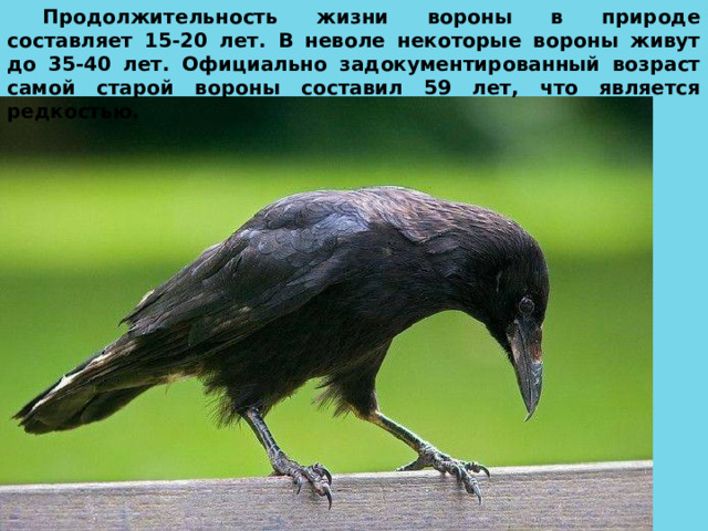 Продолжительность жизни вороны в природе составляет 15-20 лет. В неволе некоторые вороны живут до 35-40 лет. Официально задокументированный возраст самой старой вороны составил 59 лет, что является редкостью. 