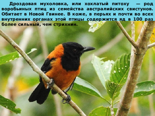 Дроздовая мухоловка, или хохлатый питоху — род воробьиных птиц из семейства австралийских свистунов. Обитает в Новой Гвинее. В коже, в перьях и почти во всех внутренних органах этой птицы содержится яд в 100 раз более сильный, чем стрихнин.  
