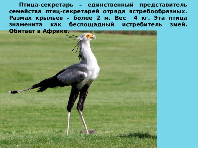 Птица-секретарь – единственный представитель семейства птиц-секретарей отряда ястребообразных. Размах крыльев – более 2 м. Вес 4 кг. Эта птица знаменита как беспощадный истребитель змей. Обитает в Африке. 