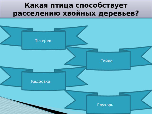 Какая птица способствует расселению хвойных деревьев? Тетерев Сойка Кедровка   Глухарь 