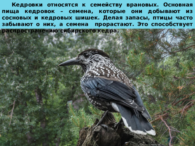 Кедровки относятся к семейству врановых. Основная пища кедровок – семена, которые они добывают из сосновых и кедровых шишек. Делая запасы, птицы часто забывают о них, а семена прорастают. Это способствует распространению сибирского кедра. 
