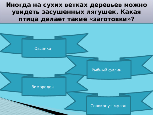 Иногда на сухих ветках деревьев можно увидеть засушенных лягушек. Какая птица делает такие «заготовки»? Овсянка Рыбный филин Зимородок Сорокопут-жулан 