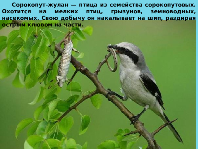 Сорокопут-жулан — птица из семейства сорокопутовых. Охотится на мелких птиц, грызунов, земноводных, насекомых. Свою добычу он накалывает на шип, раздирая острым клювом на части. 