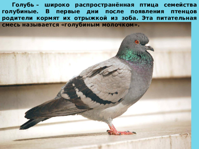 Голубь – широко распространённая птица семейства голубиные. В первые дни после появления птенцов родители кормят их отрыжкой из зоба. Эта питательная смесь называется «голубиным молочком». 
