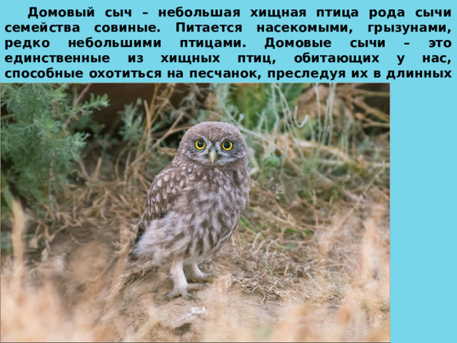 Домовый сыч – небольшая хищная птица рода сычи семейства совиные. Питается насекомыми, грызунами, редко небольшими птицами. Домовые сычи – это единственные из хищных птиц, обитающих у нас, способные охотиться на песчанок, преследуя их в длинных и глубоких норах. 