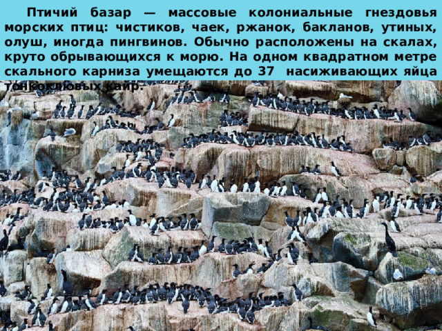 Птичий базар — массовые колониальные гнездовья морских птиц: чистиков, чаек, ржанок, бакланов, утиных, олуш, иногда пингвинов. Обычно расположены на скалах, круто обрывающихся к морю. На одном квадратном метре скального карниза умещаются до 37 насиживающих яйца тонкоклювых кайр. 