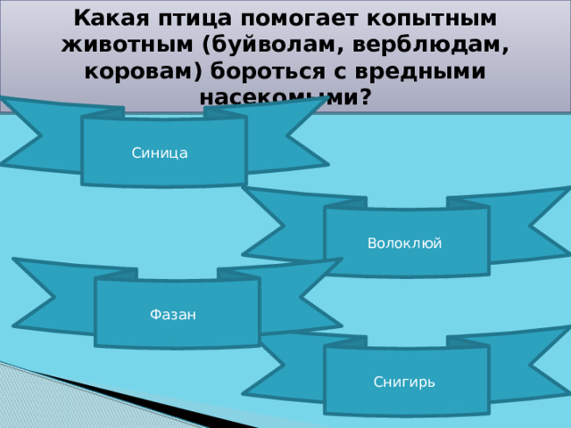 Какая птица помогает копытным животным (буйволам, верблюдам, коровам) бороться с вредными насекомыми? Синица Волоклюй Фазан Снигирь 