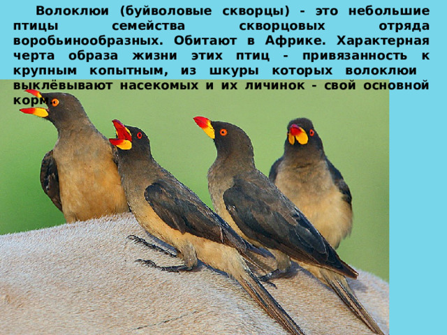 Волоклюи (буйволовые скворцы) - это небольшие птицы семейства скворцовых отряда воробьинообразных. Обитают в Африке. Характерная черта образа жизни этих птиц - привязанность к крупным копытным, из шкуры которых волоклюи выклёвывают насекомых и их личинок - свой основной корм. 