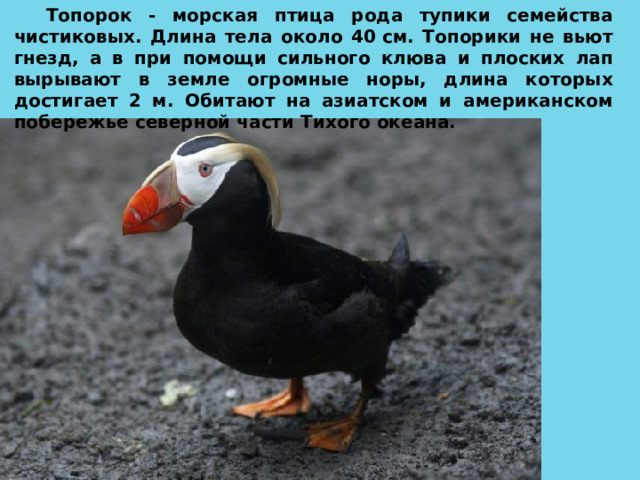 Топорок - морская птица рода тупики семейства чистиковых. Длина тела около 40 см. Топорики не вьют гнезд, а в при помощи сильного клюва и плоских лап вырывают в земле огромные норы, длина которых достигает 2 м. Обитают на азиатском и американском побережье северной части Тихого океана. 