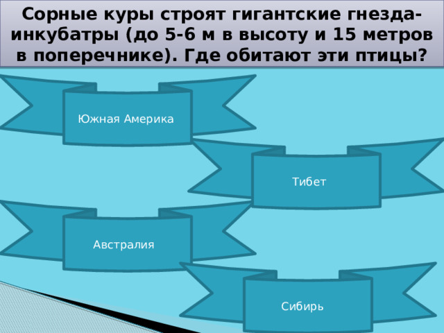 Сорные куры строят гигантские гнезда-инкубатры (до 5-6 м в высоту и 15 метров в поперечнике). Где обитают эти птицы? Южная Америка Тибет Австралия  Сибирь 