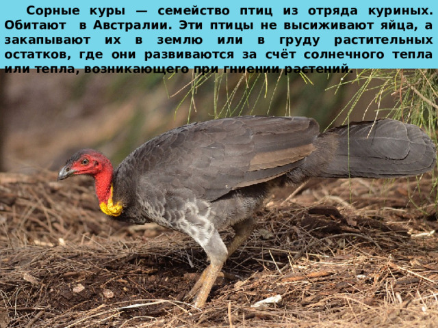 Сорные куры — семейство птиц из отряда куриных. Обитают в Австралии. Эти птицы не высиживают яйца, а закапывают их в землю или в груду растительных остатков, где они развиваются за счёт солнечного тепла или тепла, возникающего при гниении растений. 