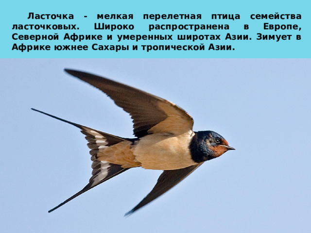 Ласточка - мелкая перелетная птица семейства ласточковых. Широко распространена в Европе, Северной Африке и умеренных широтах Азии. Зимует в Африке южнее Сахары и тропической Азии. 
