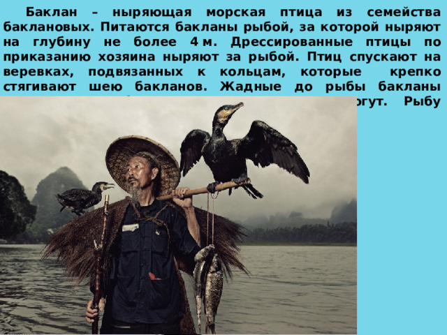 Баклан – ныряющая морская птица из семейства баклановых. Питаются бакланы рыбой, за которой ныряют на глубину не более 4 м. Дрессированные птицы по приказанию хозяина ныряют за рыбой. Птиц спускают на веревках, подвязанных к кольцам, которые крепко стягивают шею бакланов. Жадные до рыбы бакланы схватывают добычу, но проглотить не могут. Рыбу отбирают рыбаки. 