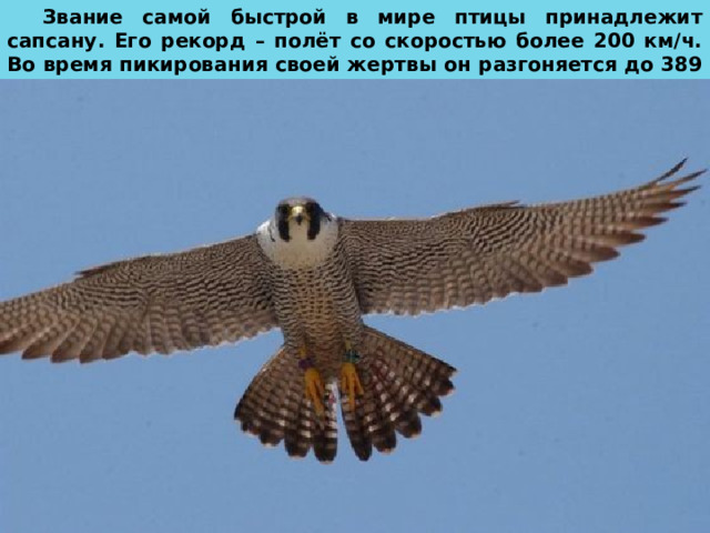 Звание самой быстрой в мире птицы принадлежит сапсану. Его рекорд – полёт со скоростью более 200 км/ч. Во время пикирования своей жертвы он разгоняется до 389 км/ч. 