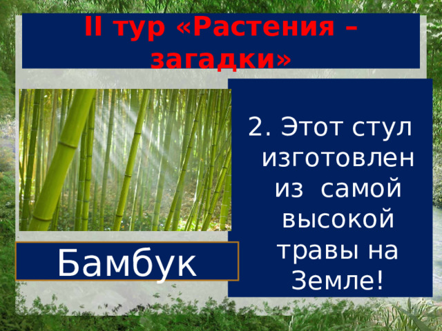 II тур «Растения – загадки» 2. Этот стул изготовлен из самой высокой травы на Земле! Бамбук 