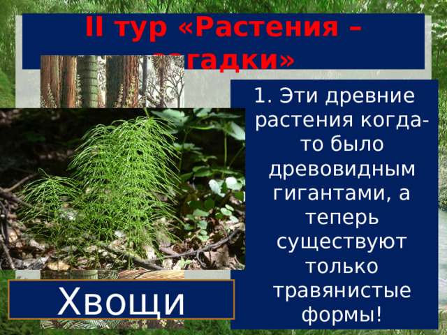 II тур «Растения – загадки» 1. Эти древние растения когда-то было древовидным гигантами, а теперь существуют только травянистые формы! Хвощи 