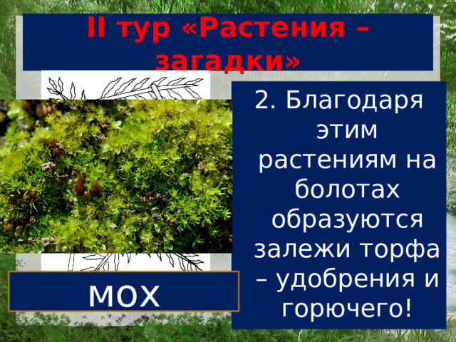 II тур «Растения – загадки» 2. Благодаря этим растениям на болотах образуются залежи торфа – удобрения и горючего! мох 