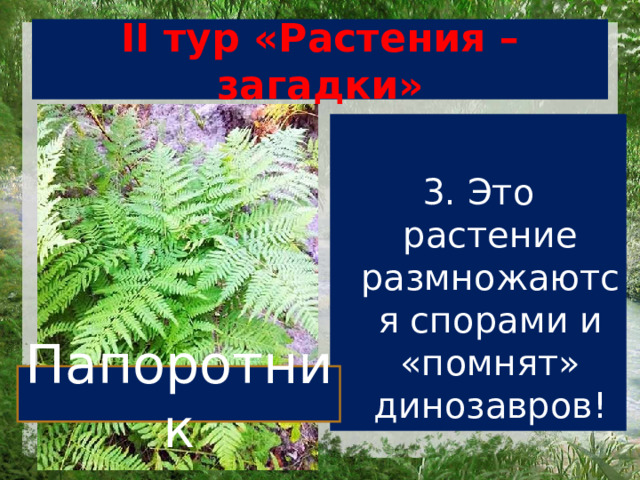 II тур «Растения – загадки» 3. Это растение размножаются спорами и «помнят» динозавров! Папоротник 