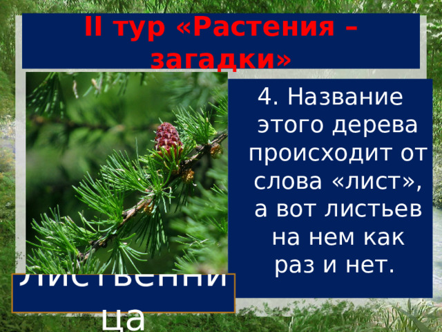 II тур «Растения – загадки» 4. Название этого дерева происходит от слова «лист», а вот листьев на нем как раз и нет. Лиственница 