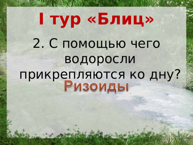 I тур «Блиц» 2. С помощью чего водоросли прикрепляются ко дну? 