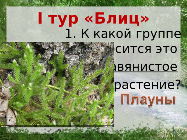 I тур «Блиц» 1. К какой группе относится это травянистое  растение? 