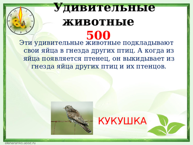  Удивительные животные  500  Эти удивительные животные подкладывают свои яйца в гнезда других птиц. А когда из яйца появляется птенец, он выкидывает из гнезда яйца других птиц и их птенцов. КУКУШКА 