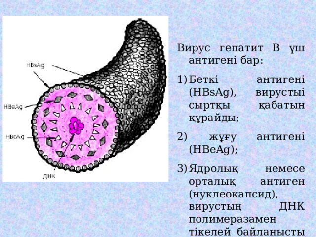 Вирус гепатит В үш антигені бар: Беткі антигені (HBsAg), вирустыі сыртқы қабатын құрайды;  жұғу антигені (HBeAg); Ядролық немесе орталық антиген (нуклеокапсид), вирустың ДНК полимеразамен тікелей байланысты (HBсAg). 