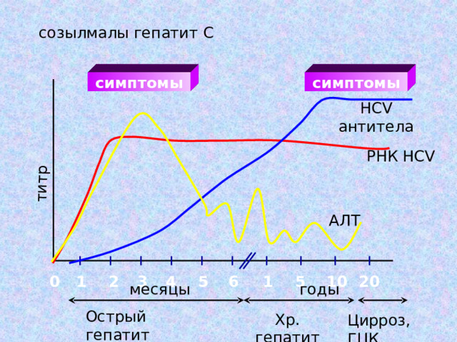 титр созылмалы гепатит С симптомы симптомы HCV антитела РНК HCV  A Л T 5 0 1 2 10 20 3 4 5 6 1 месяцы годы Острый гепатит Хр. гепатит Цирроз , ГЦК 
