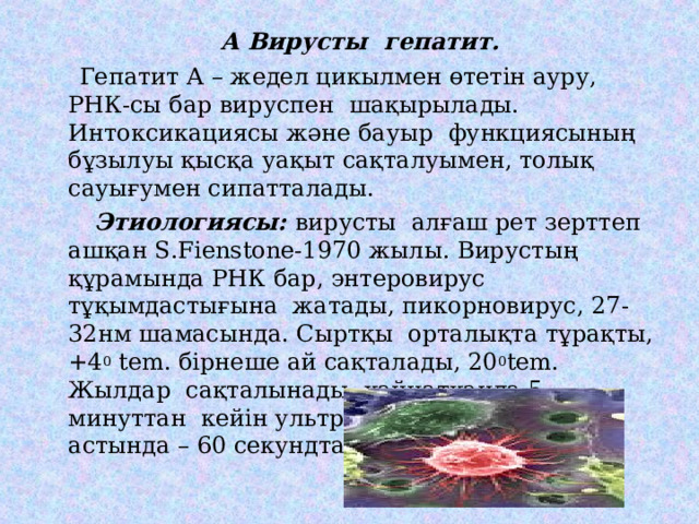  А Вирусты гепатит.  Гепатит А – жедел цикылмен өтетін ауру, РНК-сы бар вируспен шақырылады. Интоксикациясы және бауыр функциясының бұзылуы қысқа уақыт сақталуымен, толық сауығумен сипатталады.  Этиологиясы: вирусты алғаш рет зерттеп ашқан S.Fienstone-1970 жылы. Вирустың құрамында РНК бар, энтеровирус тұқымдастығына жатады, пикорновирус, 27-32нм шамасында. Сыртқы орталықта тұрақты, +4 0  tem. бірнеше ай сақталады, 20 0 tem. Жылдар сақталынады, қайнатқанда 5 минуттан кейін ультрокүлгін сәулесінің астында – 60 секундтан кейін өледі. 