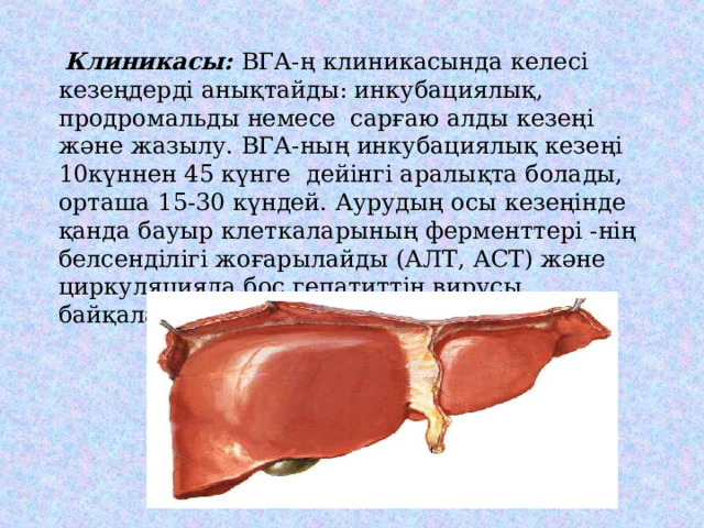  Клиникасы: ВГА-ң клиникасында келесі кезеңдерді анықтайды: инкубациялық, продромальды немесе сарғаю алды кезеңі және жазылу. ВГА-ның инкубациялық кезеңі 10күннен 45 күнге дейінгі аралықта болады, орташа 15-30 күндей. Аурудың осы кезеңінде қанда бауыр клеткаларының ферменттері -нің белсенділігі жоғарылайды (АЛТ, АСТ) және циркуляцияда бос гепатиттің вирусы байқалады ( HAV ). 