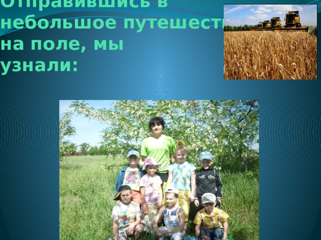    Отправившись в небольшое путешествие на поле, мы  узнали: 