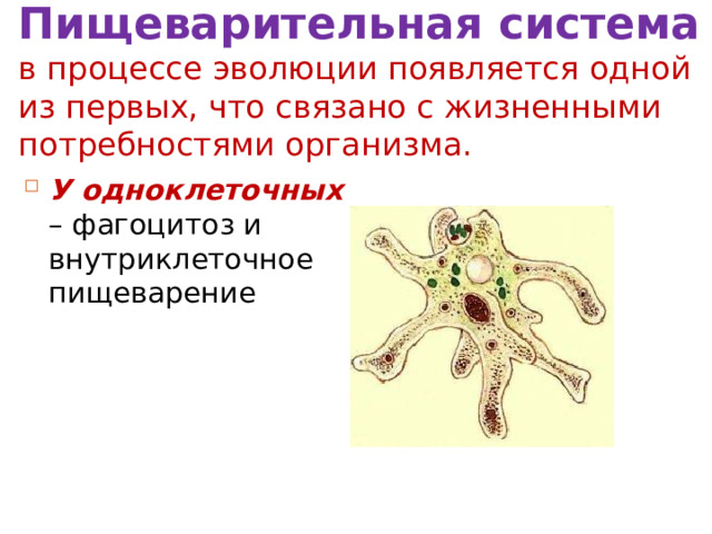 Пищеварительная система в процессе эволюции появляется одной из первых, что связано с жизненными потребностями организма. У одноклеточных – фагоцитоз и внутриклеточное пищеварение 