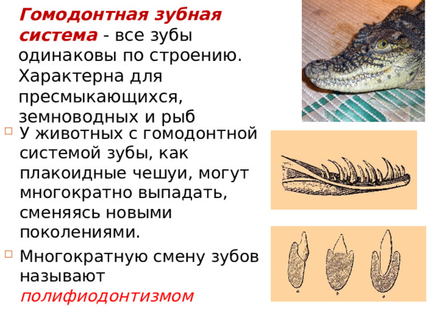 Гомодонтная зубная система - все зубы одинаковы по строению. Характерна для пресмыкающихся, земноводных и рыб У животных с гомодонтной системой зубы, как плакоидные чешуи, могут многократно выпадать, сменяясь новыми поколениями. Многократную смену зубов называют полифиодонтизмом 