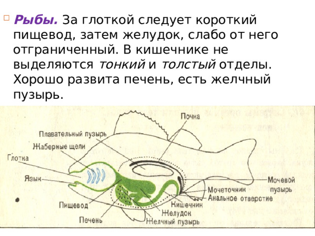 Рыбы. За глоткой следует короткий пищевод, затем желудок, слабо от него отграниченный. В кишечнике не выделяются тонкий и толстый отделы. Хорошо развита печень, есть желчный пузырь. 