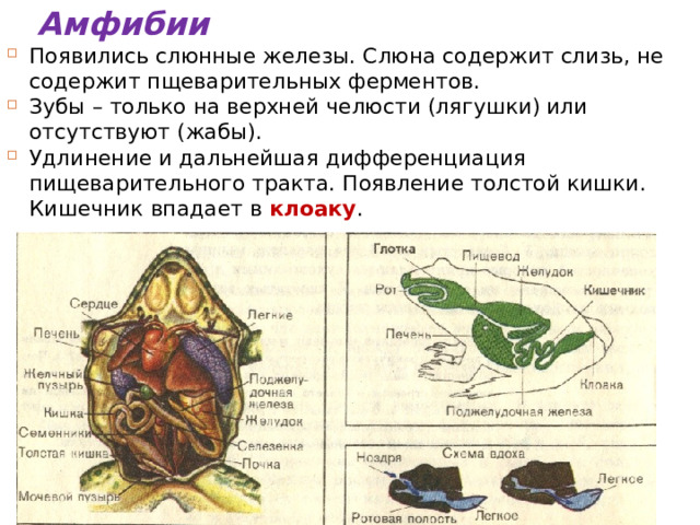  Амфибии Появились слюнные железы. Слюна содержит слизь, не содержит пщеварительных ферментов. Зубы – только на верхней челюсти (лягушки) или отсутствуют (жабы). Удлинение и дальнейшая дифференциация пищеварительного тракта. Появление толстой кишки. Кишечник впадает в клоаку . 