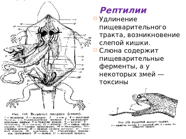  Рептилии Удлинение пищеварительного тракта, возникновение слепой кишки. Слюна содержит пищеварительные ферменты, а у некоторых змей — токсины 