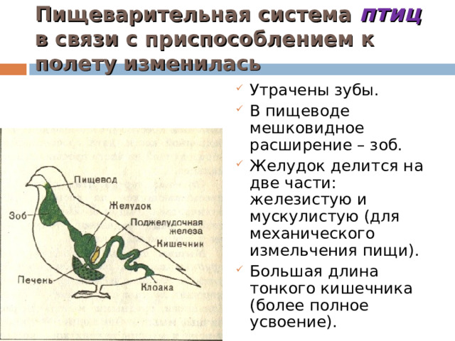Пищеварительная система птиц в связи с приспособлением к полету изменилась Утрачены зубы. В пищеводе мешковидное расширение – зоб. Желудок делится на две части: железистую и мускулистую (для механического измельчения пищи). Большая длина тонкого кишечника (более полное усвоение). 