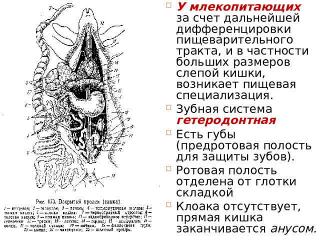 У млекопитающих за счет дальнейшей дифференцировки пищеварительного тракта, и в частности больших размеров слепой кишки, возникает пищевая специализация. Зубная система гетеродонтная Есть губы (предротовая полость для защиты зубов). Ротовая полость отделена от глотки складкой Клоака отсутствует, прямая кишка заканчивается анусом. 