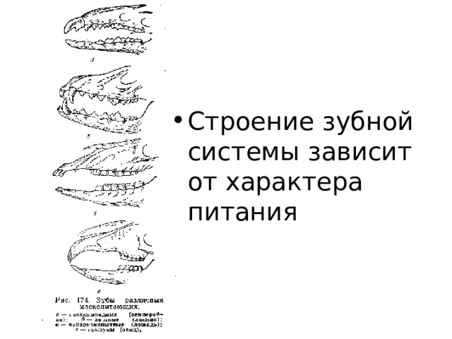 Строение зубной системы зависит от характера питания  