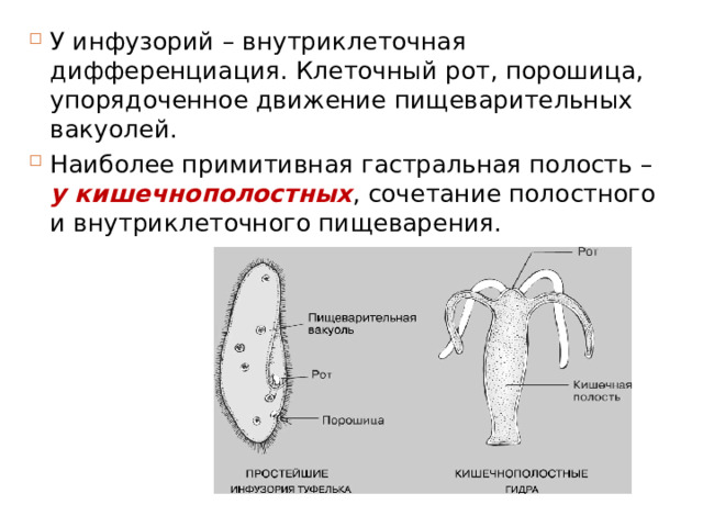 У инфузорий – внутриклеточная дифференциация. Клеточный рот, порошица, упорядоченное движение пищеварительных вакуолей. Наиболее примитивная гастральная полость – у кишечнополостных , сочетание полостного и внутриклеточного пищеварения. 