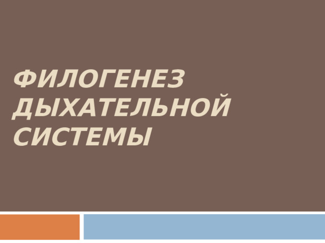 ФИЛОГЕНЕЗ ДЫХАТЕЛЬНОЙ СИСТЕМЫ 