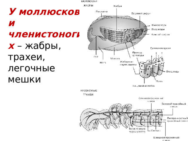 У моллюсков и членистоногих – жабры, трахеи, легочные мешки 