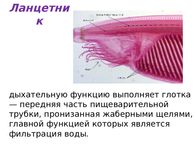 Ланцетник  дыхательную функцию выполняет глотка — передняя часть пищеварительной трубки, пронизанная жаберными щелями, главной функцией которых является фильтрация воды. 