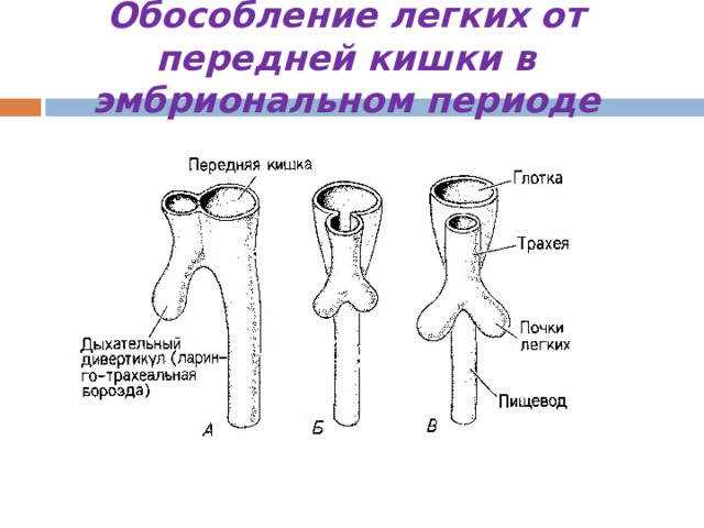 Обособление легких от передней кишки в эмбриональном периоде 