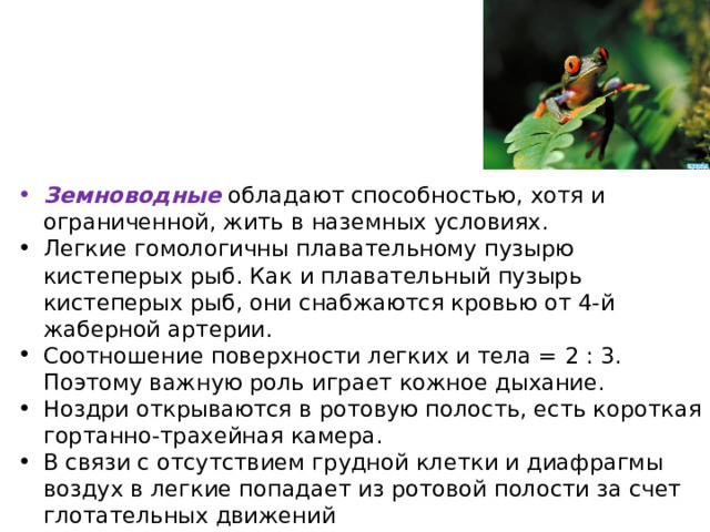 Земноводные обладают способностью, хотя и ограниченной, жить в наземных условиях. Легкие гомологичны плавательному пузырю кистеперых рыб. Как и плавательный пузырь кистеперых рыб, они снабжаются кровью от 4-й жаберной артерии. Соотношение поверхности легких и тела = 2 : 3. Поэтому важную роль играет кожное дыхание. Ноздри открываются в ротовую полость, есть короткая гортанно-трахейная камера. В связи с отсутствием грудной клетки и диафрагмы воздух в легкие попадает из ротовой полости за счет глотательных движений 