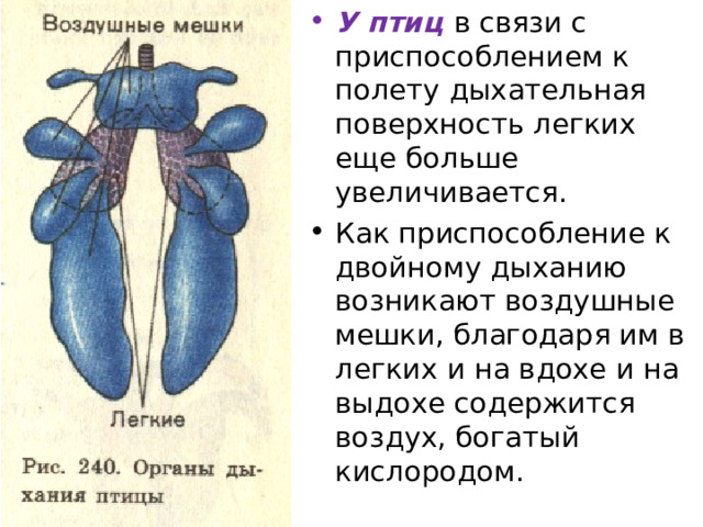 У птиц в связи с приспособлением к полету дыхательная поверхность легких еще больше увеличивается. Как приспособление к двойному дыханию возникают воздушные мешки, благодаря им в легких и на вдохе и на выдохе содержится воздух, богатый кислородом. 
