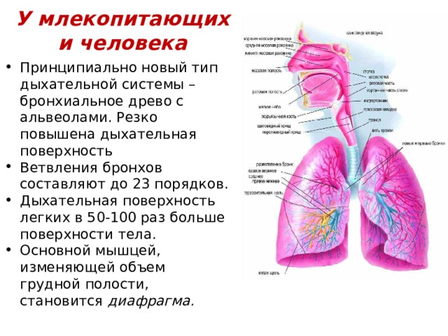 У млекопитающих и человека Принципиально новый тип дыхательной системы – бронхиальное древо с альвеолами. Резко повышена дыхательная поверхность Ветвления бронхов составляют до 23 порядков. Дыхательная поверхность легких в 50-100 раз больше поверхности тела. Основной мышцей, изменяющей объем грудной полости, становится диафрагма. 