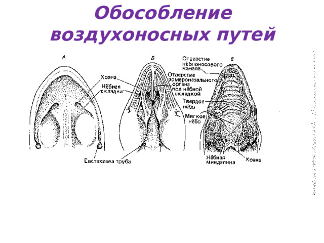 Обособление воздухоносных путей 