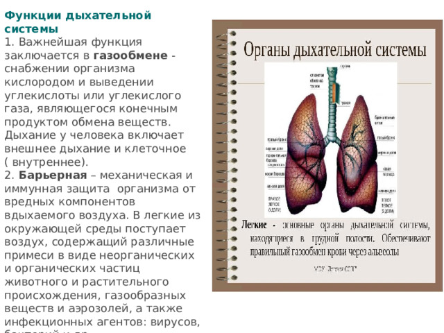 Функции дыхательной системы 1. Важнейшая функция заключается в  газообмене  - снабжении организма кислородом и выведении углекислоты или углекислого газа, являющегося конечным продуктом обмена веществ. Дыхание у человека включает внешнее дыхание и клеточное ( внутреннее). 2.  Барьерная  – механическая и иммунная защита  организма от вредных компонентов вдыхаемого воздуха. В легкие из окружающей среды поступает воздух, содержащий различные примеси в виде неорганических и органических частиц животного и растительного происхождения, газообразных веществ и аэрозолей, а также инфекционных агентов: вирусов, бактерий и др. 3.  Терморегуляция организма 4.  Голосообразование 5.  Обоняние 